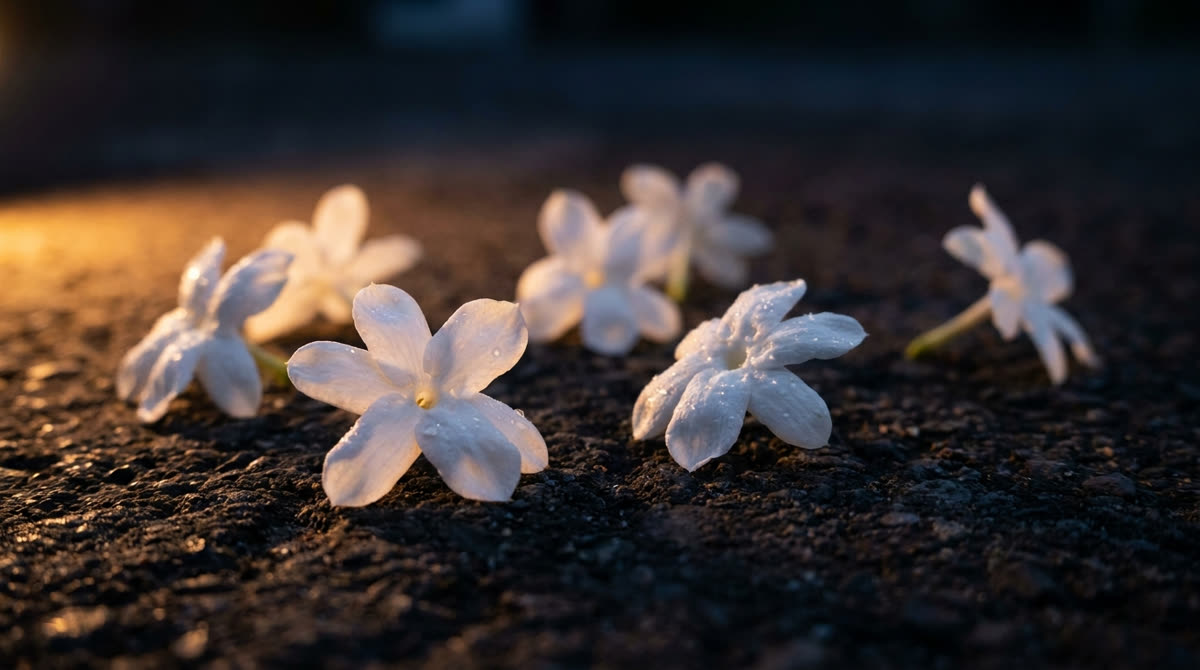 White jasmine blossoms at dusk